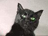 WILD_CAT